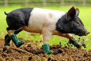 14-pig-funny-boots-animal