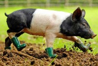 14-pig-funny-boots-animal