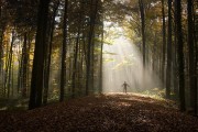 foret