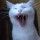 Avatar Chat_1311327070