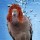 Avatar Pigeonnio_1337177560