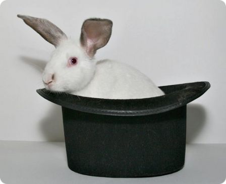 lapin2.jpg
