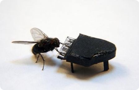 mouche12.jpg