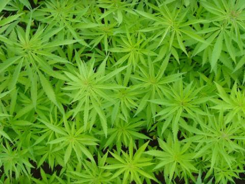 Top 20 des chansons sous lemprise de la drogue Drogue Top 20 des chansons sous lemprise de la drogue