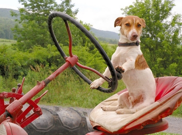 car dog
