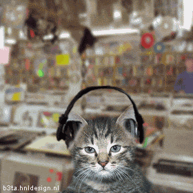 chat01 Top 6 des chats qui ont le rythme dans la peau lol