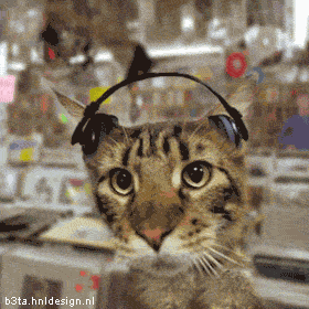 chat02 Top 6 des chats qui ont le rythme dans la peau lol