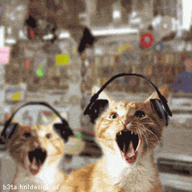 chat03 Top 6 des chats qui ont le rythme dans la peau lol