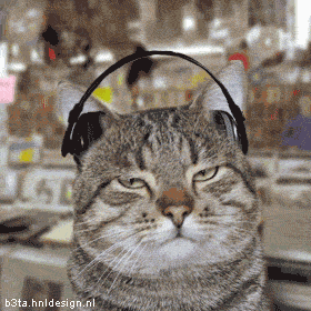 chat04 Top 6 des chats qui ont le rythme dans la peau lol