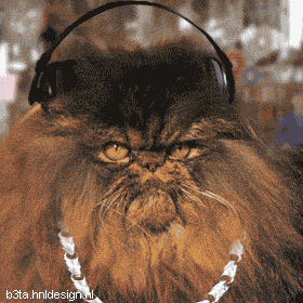 chat05 Top 6 des chats qui ont le rythme dans la peau lol