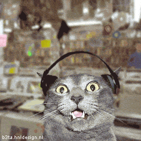 chat06 Top 6 des chats qui ont le rythme dans la peau lol