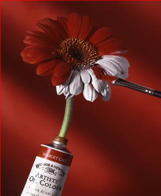 flowerred Top 9 des raisons pour lesquelles soudain un(e) inconnu(e) vous offre des fleurs