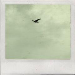 l  oiseau  by moumine polaroid Top 15 des artistes pour senvoler (très très très haut dans le ciel)