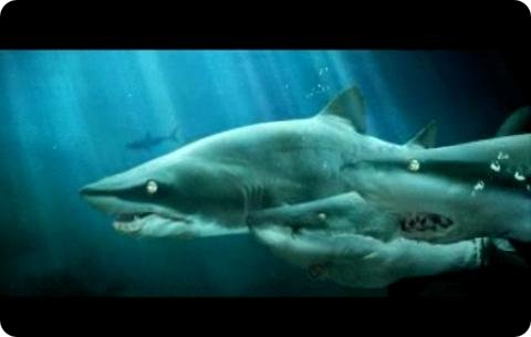 Top 11 des films avec des vrais morceaux de requins dedans requin Top 11 des films avec des vrais morceaux de requins dedans