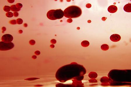 Nouvelle méthode scientifique pour créer du sang à partir de peau humaine