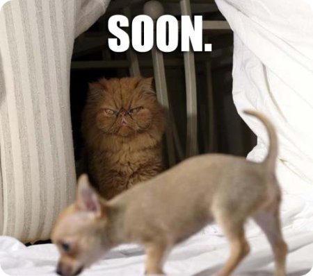 ce chat veut vous tuer