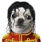 Top 14 des people version animaux (chiens et chats)