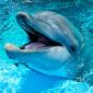 Top 10 des bonnes raisons de tabasser un dauphin