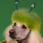Top 10 des coupes de caniches les plus farfelues