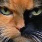 Top 10 des comportements indiquant que votre chat veut vous tuer