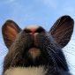 Top 10 des animaux de compagnie à faire interdire