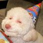 Top 10 des parodies du Stoned Birthday Dog