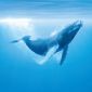 Top 15 des films qui se passent sous ou sur la mer