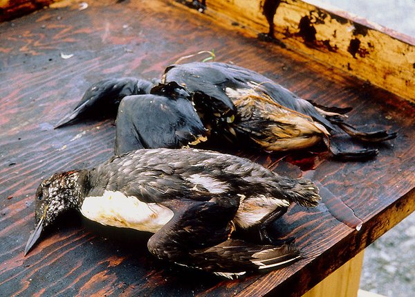 Exxon Valdez