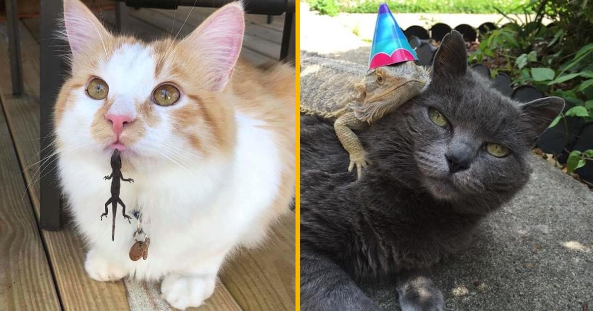 Top 15 des chats qui rencontrent des lézards, de l’affrontement à l’amitié — free download